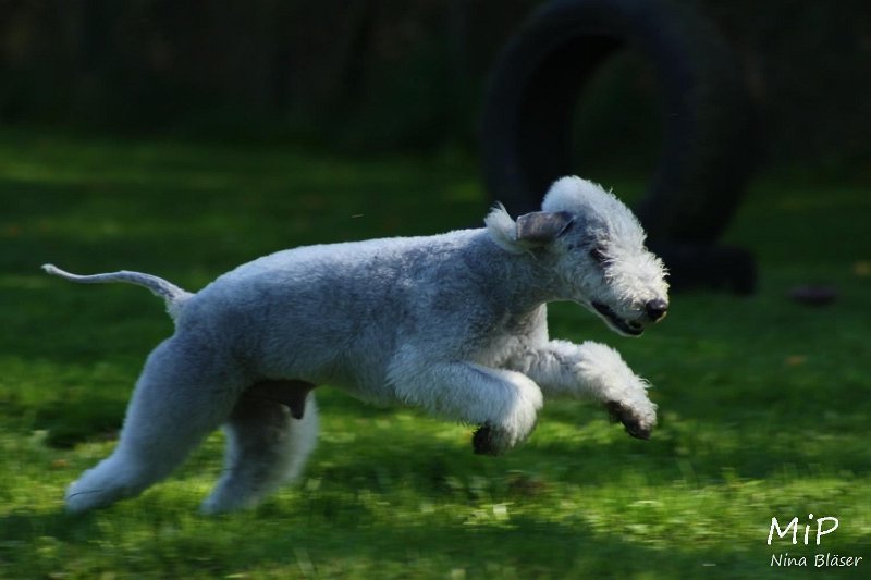 2010-10-03 Coursing-Training GE (30).jpg